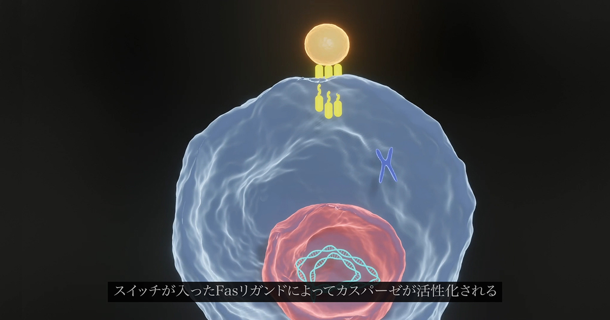 スイッチが入ったFasリガンドによってカスパーゼが活性化される。